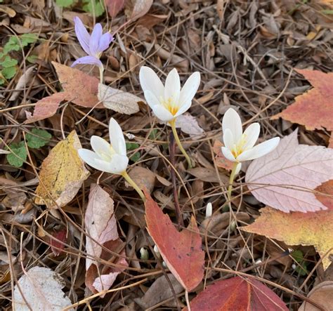 One More Fall Flowering Crocus - Carol J. Michel - Author and Gardener