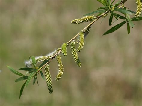 Salix miyabeana - Изображение особи - Плантариум