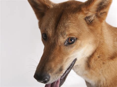 What Is Special About Dingoes
