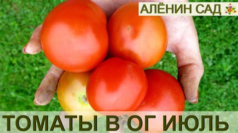 ЛУЧШИЕ ТОМАТЫ в открытом грунте в июле - YouTube