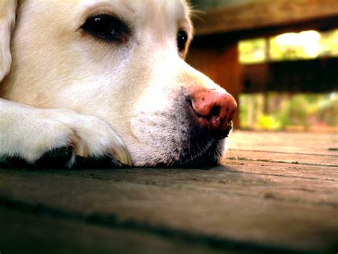 Miraculous Benefits of Glucosamine for Dogs! – Liquid Health Pets