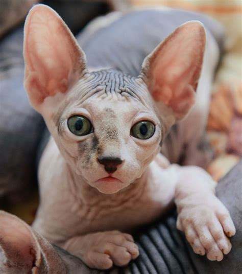hairless cat breeds  sale rtkrockytopkid