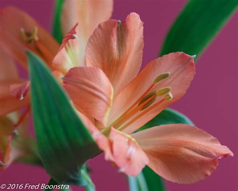 IMG_6886-1 | Alstroemeriaceae | Fred Boonstra | Flickr