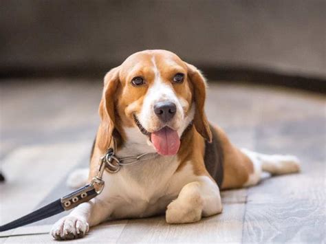 How Old Is The Oldest Beagle
