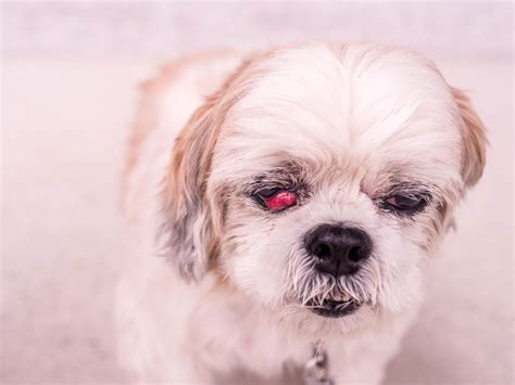 Cachorro Com O Olho Vermelho
