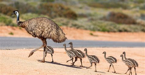 10 Birds That Can't Fly - A-Z Animals