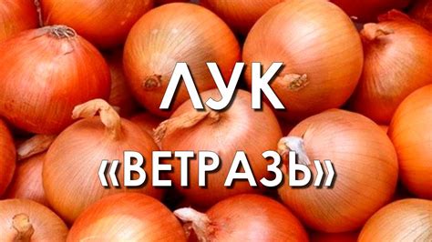 Обзор сорта лук "Ветразь" (характеристики, свойства, фото) - YouTube