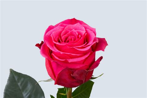 OC Wholesale Flowers | Ecuadorian Roses