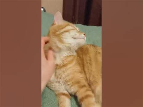 Розовые лапки ️#котики #умныйкот #смешныеживотные #рыжийкот #love # ...