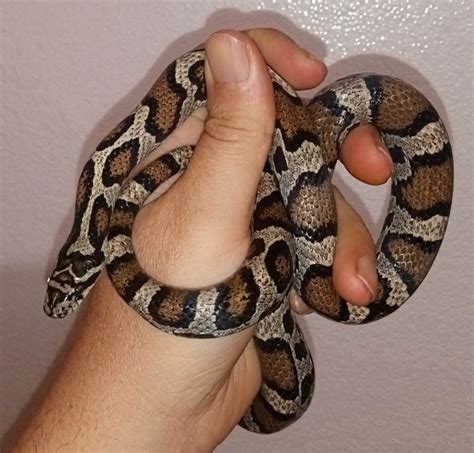 Eastern Milk Snake by Scythe Serpent's - MorphMarket