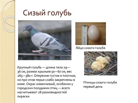 Голуби. Виды. Некоторые разновидности - презентация онлайн