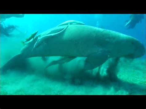 Морская корова - YouTube