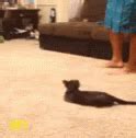 Spider Cat GIF - Spider Cat - Discover & Share GIFs