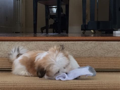 Eileen’s Mom Code Chronicles: The Puppy Trap
