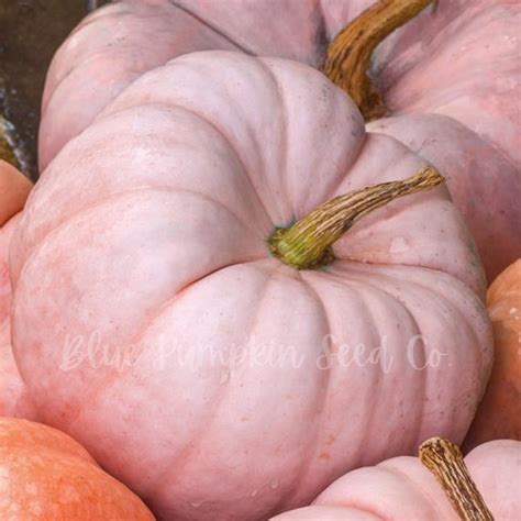 Porcelain Princess Pumpkin Seeds (f1/c.maxima): Miniature Porcelain