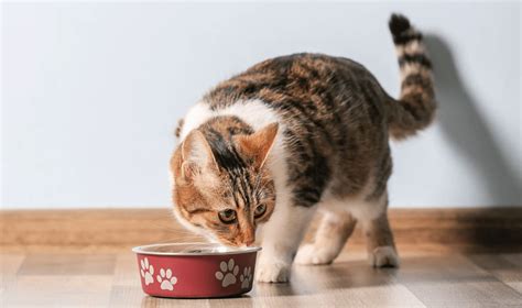 Клетчатка для кошек: в каких продуктах, корм с высоким содержанием