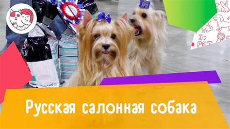 Русская салонная собака. Особенности. Уход - YouTube