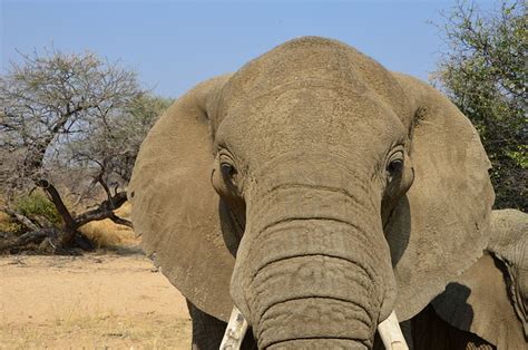 Elephant Heaven Blue - Free photo on Pixabay - Pixabay