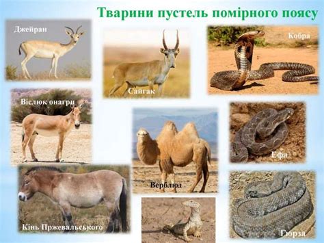 Природні зони - презентация онлайн