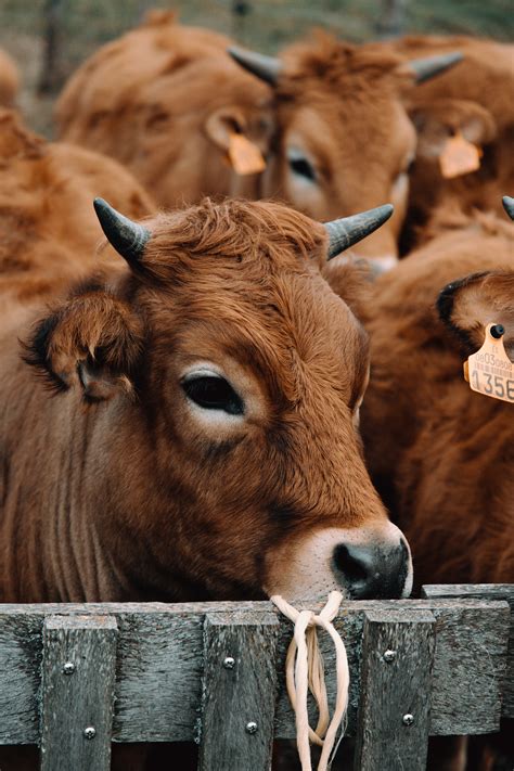 Brown Cow Side View in Low Angle Photography · Free Stock Photo
