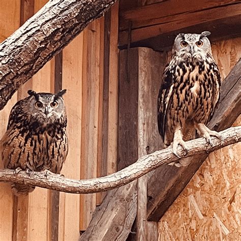 europäischer Uhu - Ötzi-Dorf und Greifvogelpark