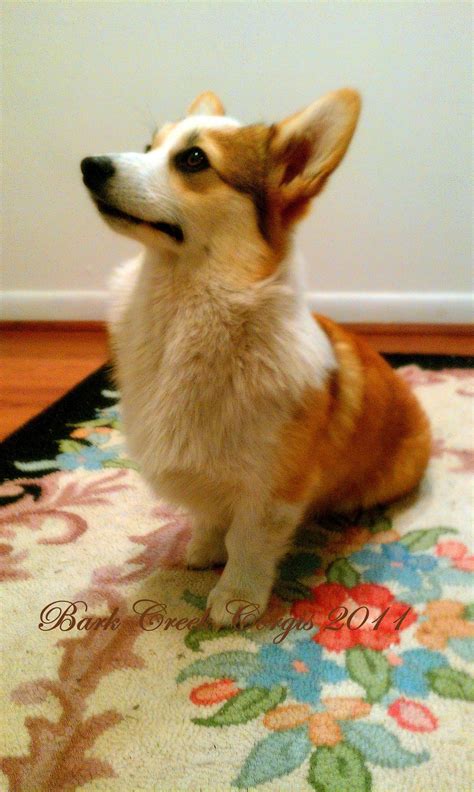 Pembroke Welsh Corgi Breeders In North Carolina at Candi Farmer blog