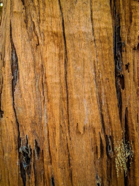 Hickory Brown Background Images | Free Photos, PNG Stickers, Wallpapers ...