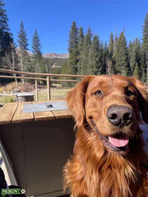 Golden Retriever / Red Field Retriever - Stud Dog in Denver, Colorado, United States | Breed