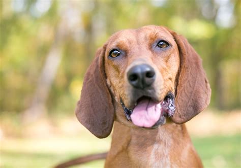 Red Dog Breeds | The Smart Dog Guide