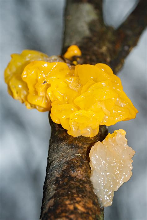 Tremella mesenterica | Дрожалка оранжевая, Тремелла плёнчата… | Flickr