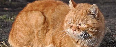Is Prozinc a Good Insulin for Cats | World Pet Express