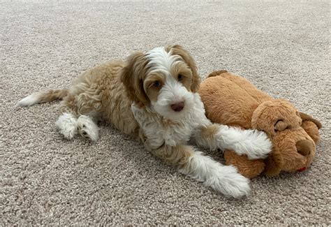 Adopt Labradoodle Puppies | Weddington Labradoodles