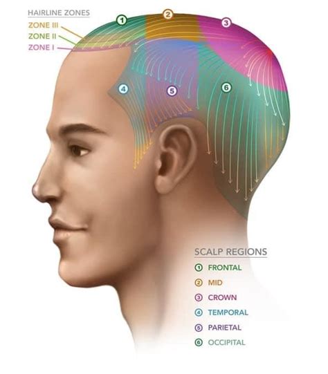Get to know your head | Evolved Hair Australia