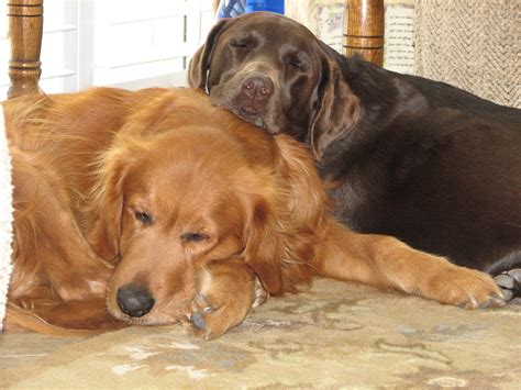 Chocolate Lab And Golden Retriever Mix Puppy at Mary Wilber blog