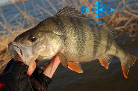 Ловля окуня в березні - найцінніші поради для ефективної рибалки | FisHub