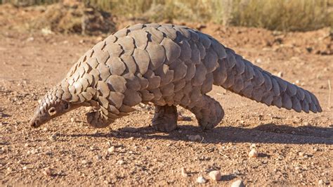 Do you guys think that a pangolin could make a good Titan? : r/Monsterverse