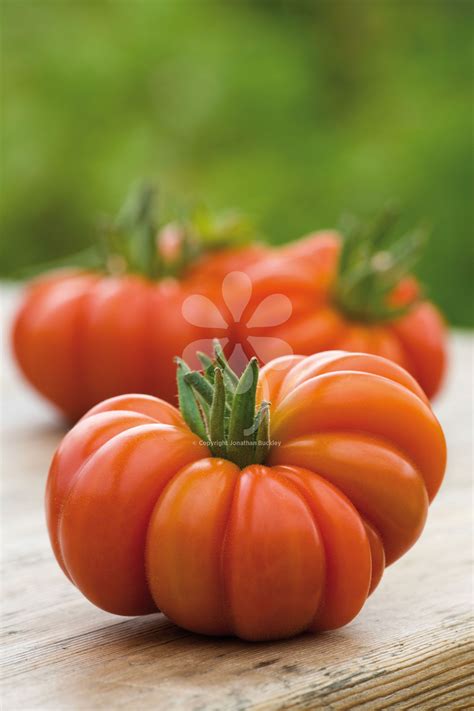 Tomato 'Costoluto Fiorentino' | Varieties of tomatoes, Tomato, Tomato seeds