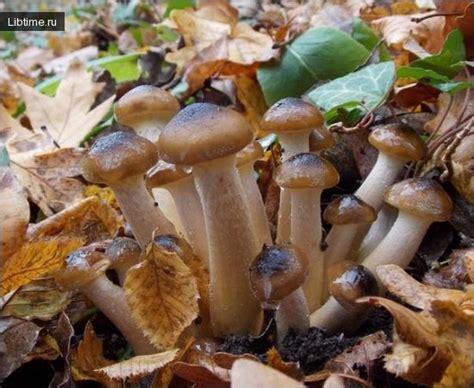 Дубовые Опята Фото — Bluemorphotours.ru