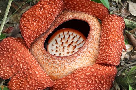 Rafflesia Rafflesia Arnoldii Flower Bud - Borneo Malaysia Asia Stock ...