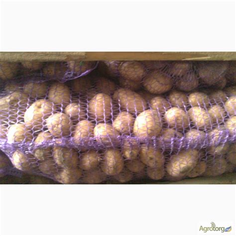 Продам семенную Раннюю Картошку.Беларосса - 1 репродукция Сорт Романо ...