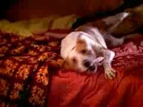 Animal Planet - YouTube