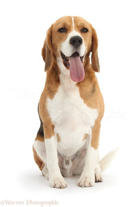 Beagle dog sitting photo WP50317