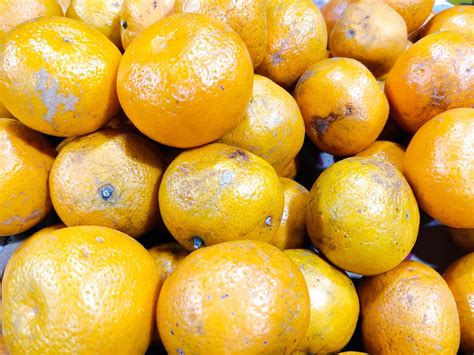 orange natural plant  photo  pixabay pixabay