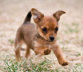 Yorkie Chihuahua Mix | Yorkie chihuahua mix, Chihuahua mix, Chihuahua terrier mix