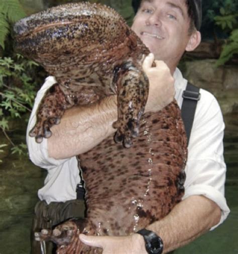 Giant salamander - Alchetron, The Free Social Encyclopedia