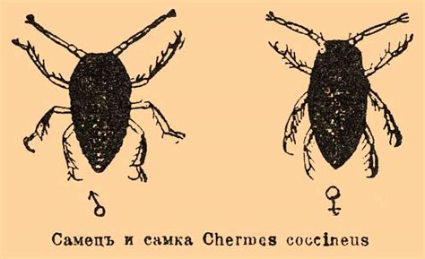 Хермесы
