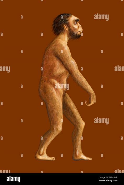 homo naledi illustration   appearance   extinct hominin homo