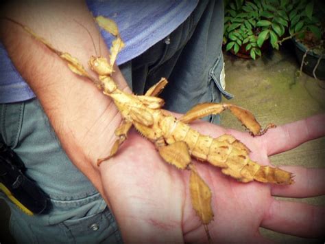 Stick Bug | Stick bug, Stick, Bugs