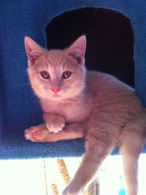 Dusty, Cat of pet parent Jennifer | Pawshake