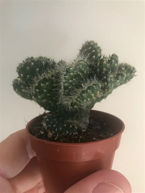 Opuntia Cylindrica Cristata 5,5 Cm - Etsy